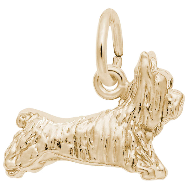 Rembrandt Charms, Terrier Dog
