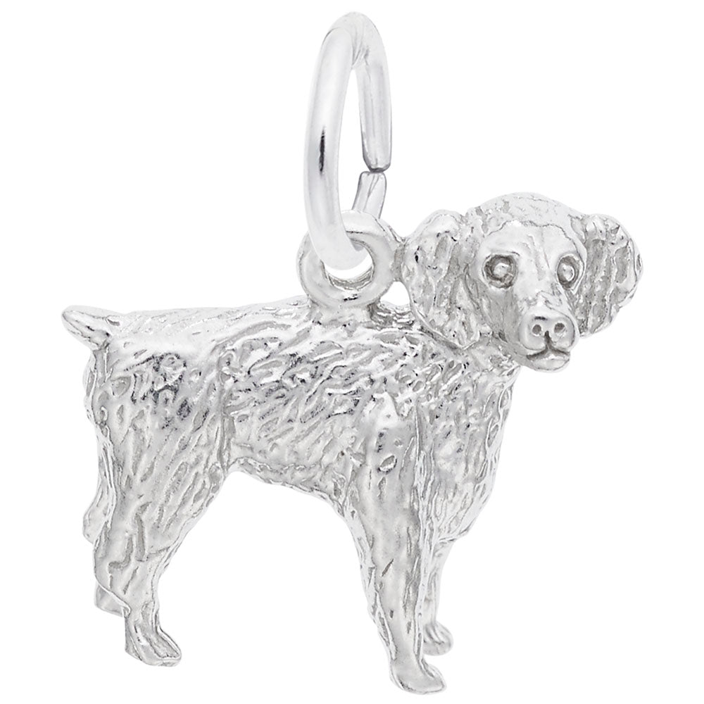 Rembrandt Charms, Boykin Spaniel Dog