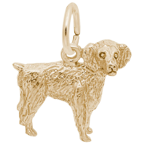 Rembrandt Charms, Boykin Spaniel Dog